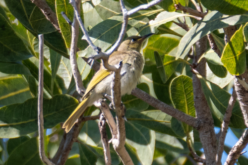 Brown Honeyeater