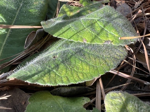 Elephantopus tomentosus, photograph 4