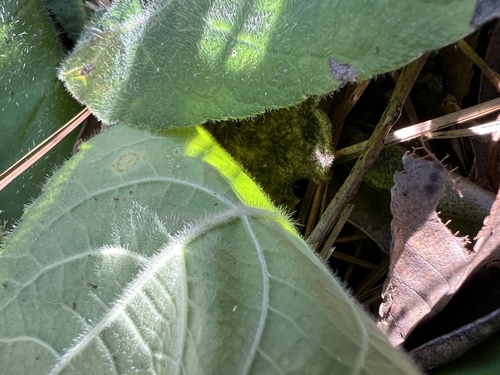 Elephantopus tomentosus, photograph 5