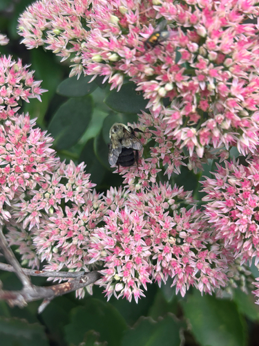 Common Eastern Bumble Bee