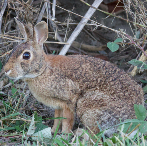 Eastern Cottontail