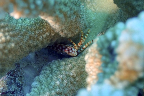 Trapezia flavopunctata observed 2026-09-17