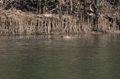 Saltwater Crocodile