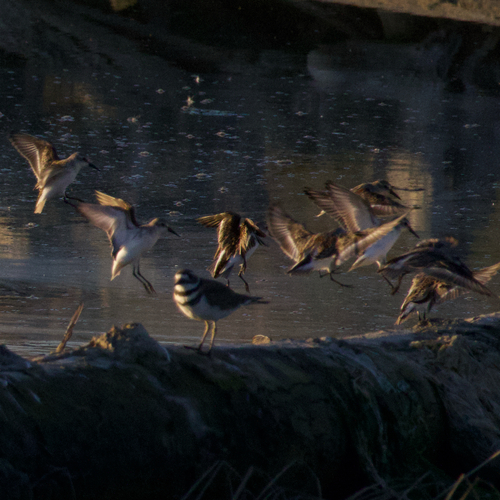 Killdeer