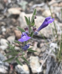 Scutellaria antirrhinoides