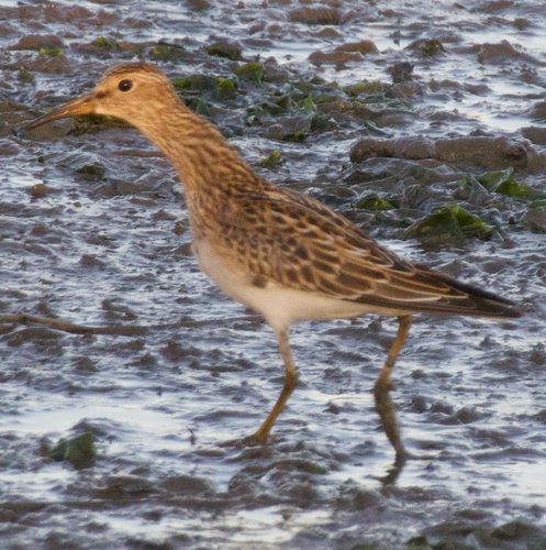Pectoral Sandpiper