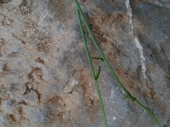 Biscutella laevigata