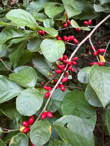 northern spicebush