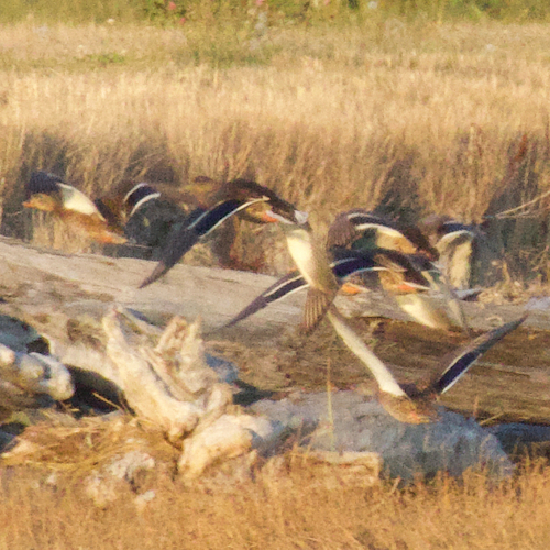 Mallard