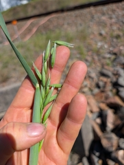 Avena sativa