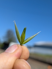 Avena sativa, photograph author not stated, no rights reserved