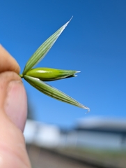 Avena sativa, photograph author not stated, no rights reserved