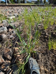 Avena sativa, photograph author not stated, no rights reserved