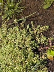 Callitriche stagnalis