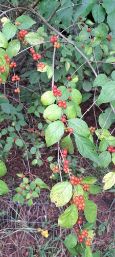 Amur honeysuckle