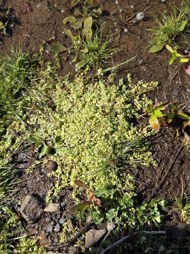 Callitriche stagnalis, photograph 2