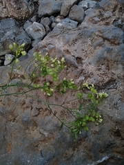 Biscutella laevigata