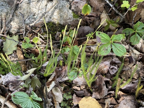 Lycopodium lagopus