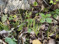 Lycopodium lagopus