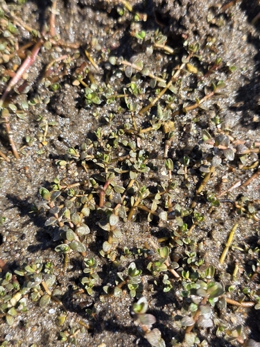Thyridia repens