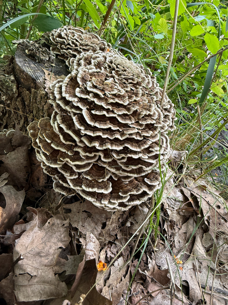 turkey-tail · September 2026 · photo: Photo: (c) Patrice Dupont, some rights reserved (CC BY) · iNaturalist