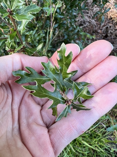 Quercus hemisphaerica