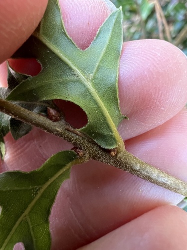 Quercus hemisphaerica, photograph 2