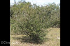 Plinia rivularis