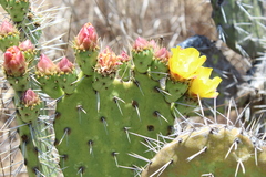 Opuntia decumbens