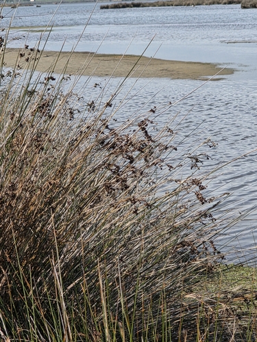 Juncus kraussii, photograph 3