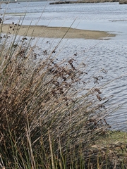 author not stated, no rights reserved Juncus kraussii, photograph author not stated, no rights reserved