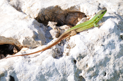 Podarcis waglerianus