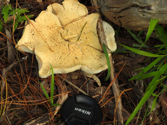 Leucopaxillus cerealis