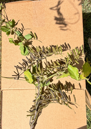 Neonotonia wightii observed 2026-09-18
