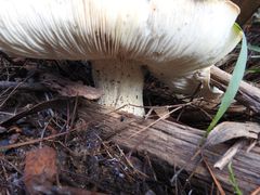 Leucopaxillus cerealis