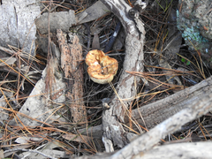 Leucopaxillus cerealis