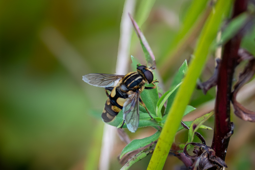 Obscure Marsh Fly