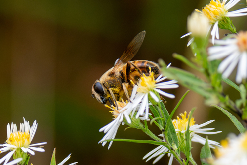 Common Drone Fly