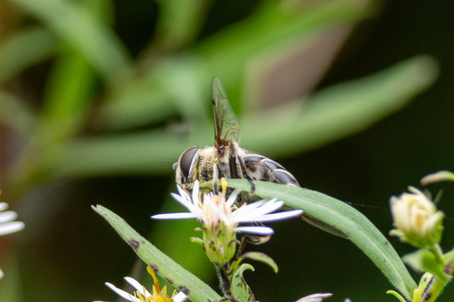 Black-shouldered Drone Fly