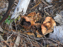 Leucopaxillus cerealis