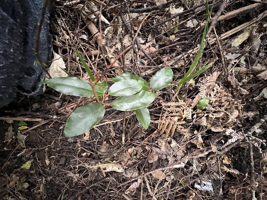 Elaeagnus × reflexa; photograph author not stated, no rights reserved