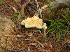 Leucopaxillus cerealis