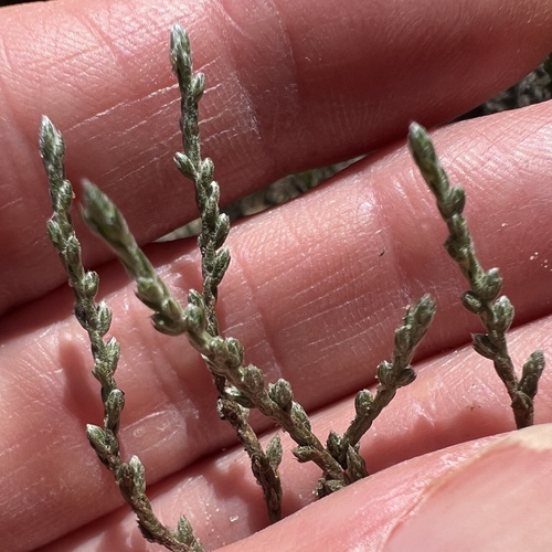 Hudsonia tomentosa, photograph 4