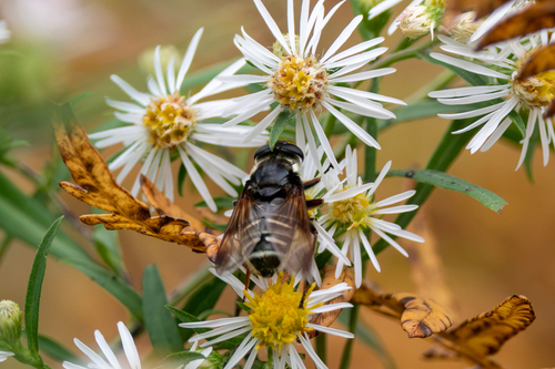 Narrow-banded Pond Fly