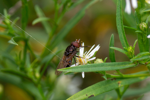 American Snout Fly