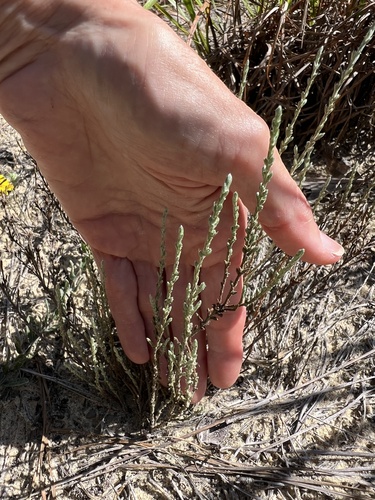 Hudsonia tomentosa, photograph 6