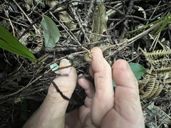 author not stated, no rights reserved Elaeagnus × reflexa, photograph author not stated, no rights reserved