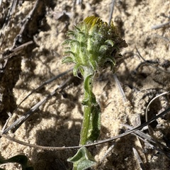 Chrysopsis gossypina