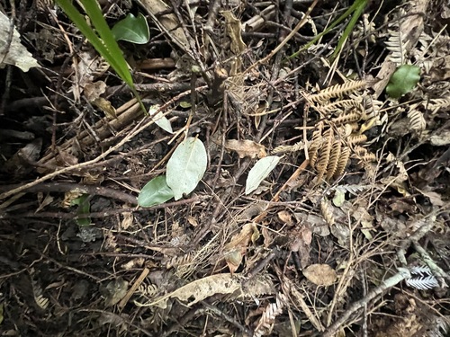 Elaeagnus × reflexa, photograph 4