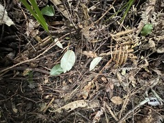 author not stated, no rights reserved Elaeagnus × reflexa, photograph author not stated, no rights reserved